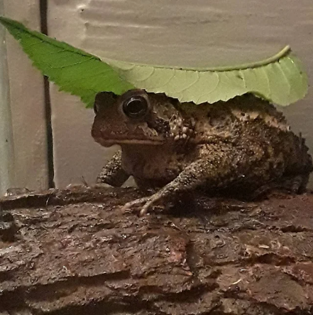 PEANUT