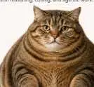 chaton — le chaton fat Solana token traded by KOLs