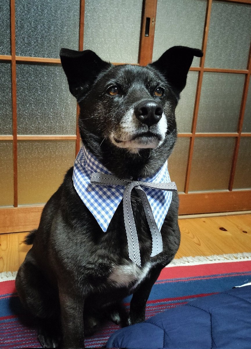 KOTCHAN