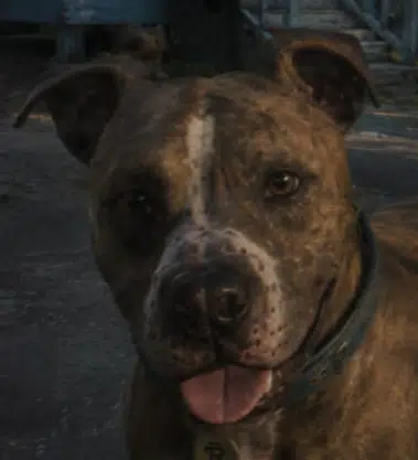 Rico