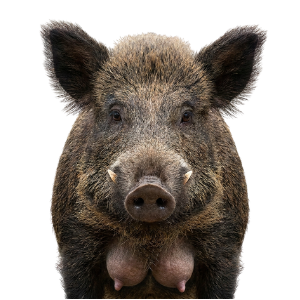 BOAR