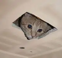 ceilingcat