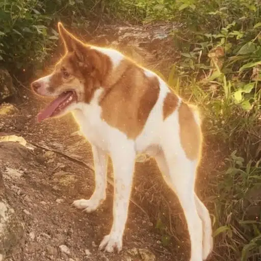 Bailey