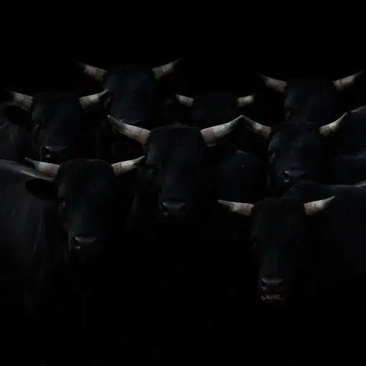 Herd