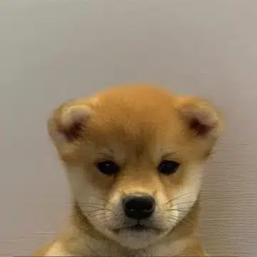 $WIFOUT