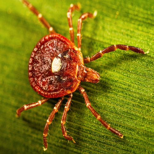 TICK  — The Lonestar Tick Solana token traded by KOLs