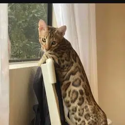 ARCHER