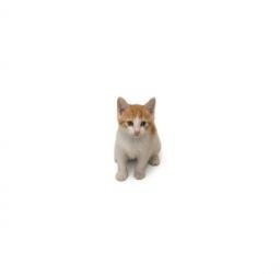 Kevin