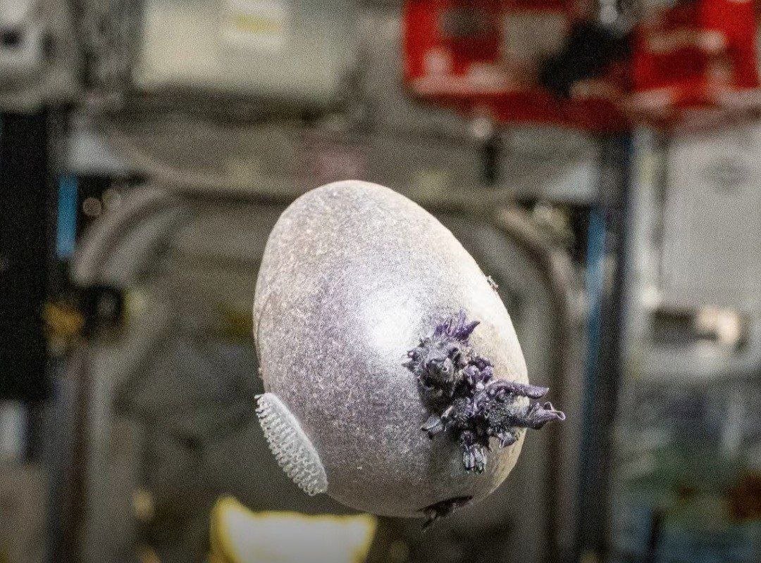 Spudnik-1