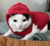 ROB