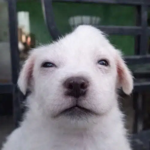 deg