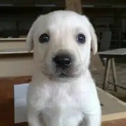 Jim