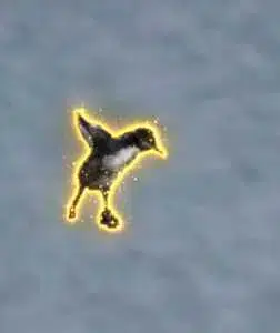 Guillemot