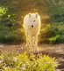 のアザリ