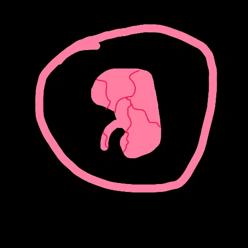 KIDNEY