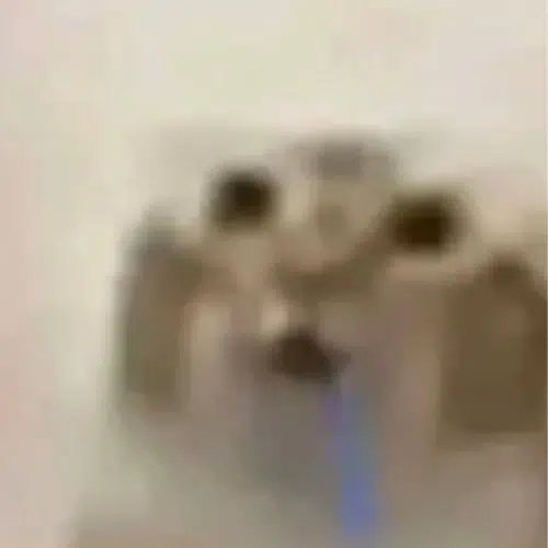 口水小咪
