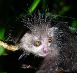 lemur