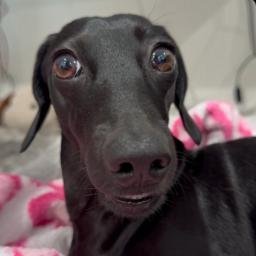 Gia