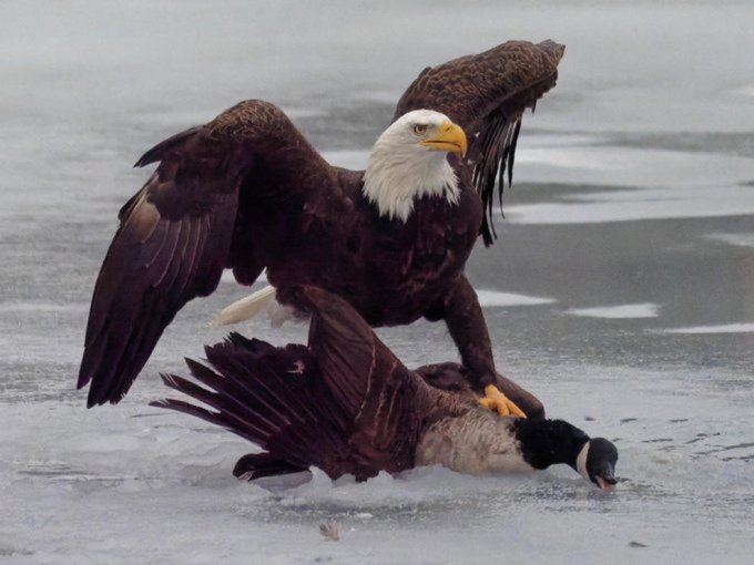 EAGLE — recently traded by Sting on Solana