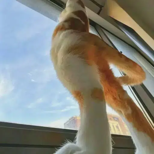 Meowtwo