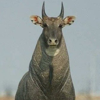 Nilgai 