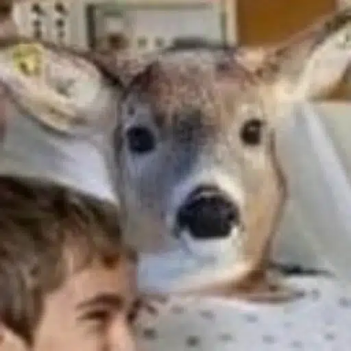 dih