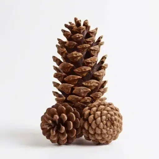 PINECONE