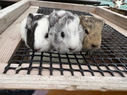 Guineas