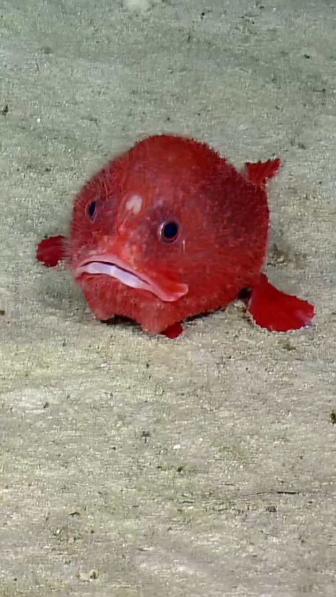 FUF