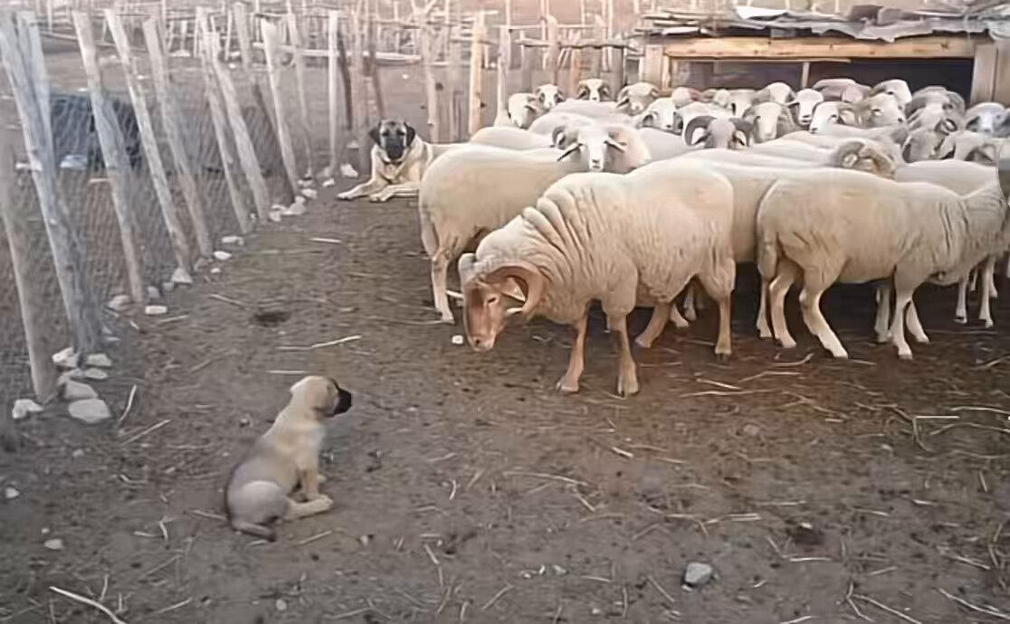 KANGAL