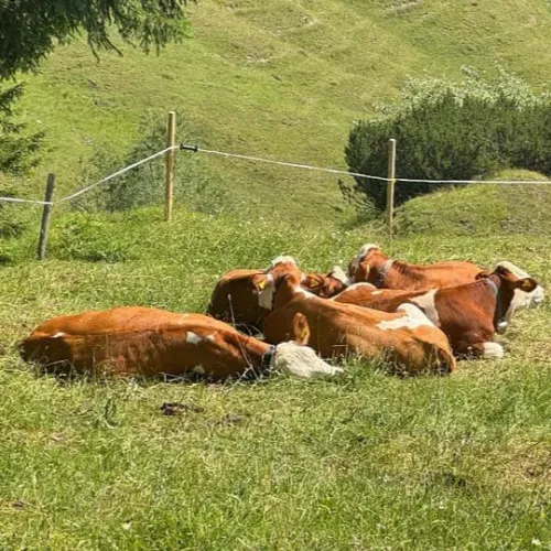 COWDEX
