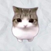 Meowpin — Meowpin Solana token traded by KOLs