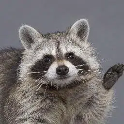 RaccoonMan