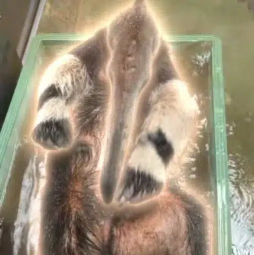 アルノー