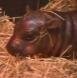 HAGGIS