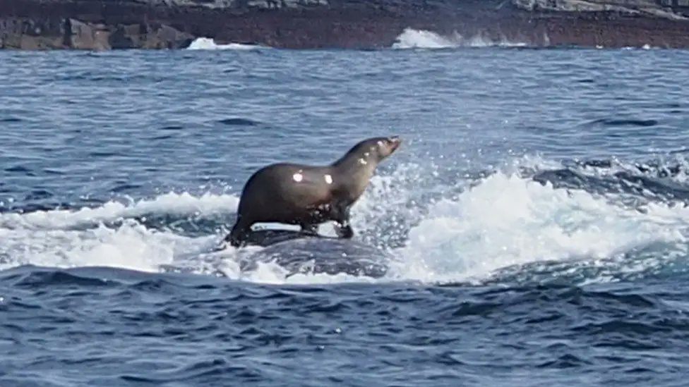 Seal