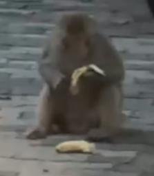 CASHMONKEY