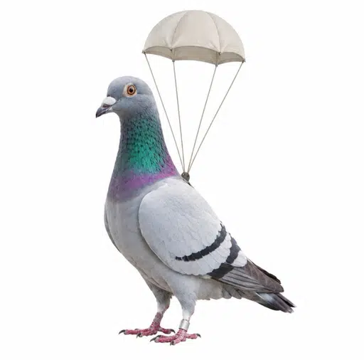 pico