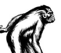 APE