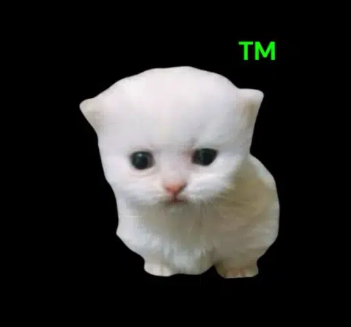 cat™