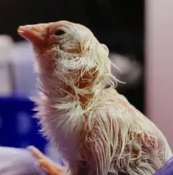 AVIAN