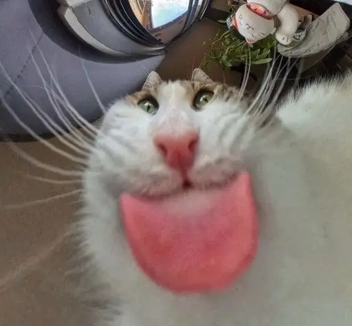 derp