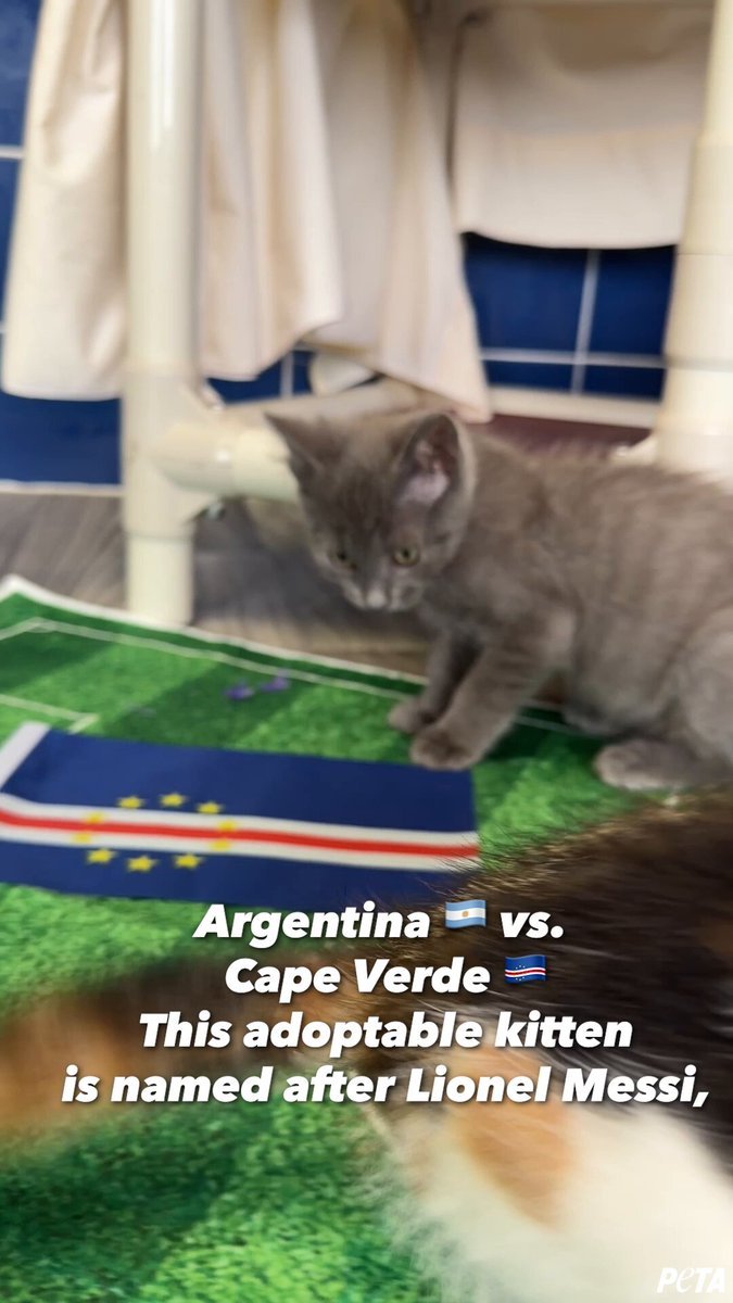 LEO