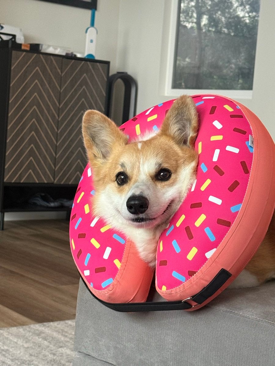 CORGI