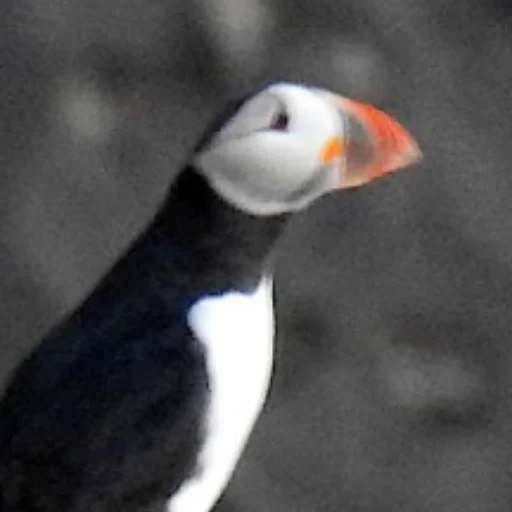 PUFFIN