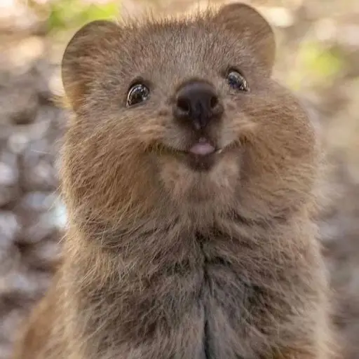 Quokka