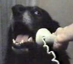 calldog