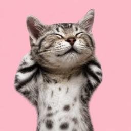 chillcat