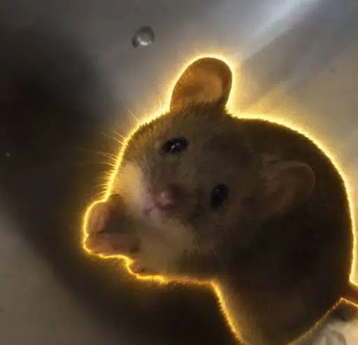 pls