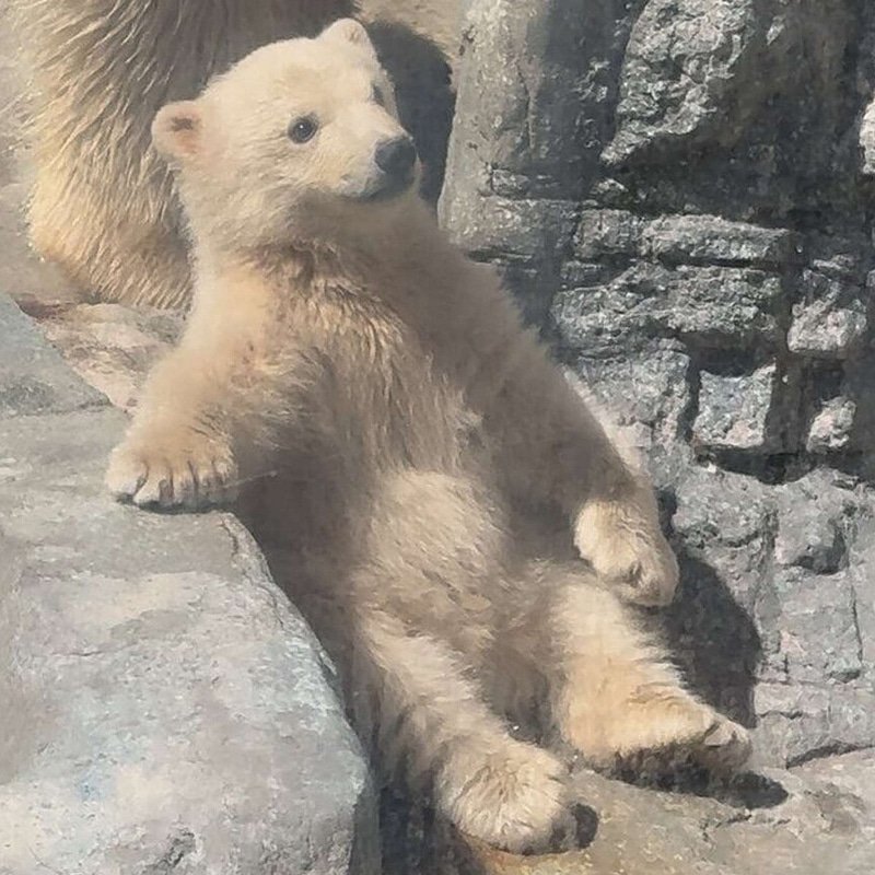 モモ太